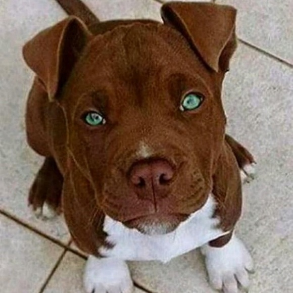 Meet your Posher, Jiggsaw - Picture 1 of 1